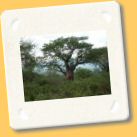 baobab1.jpg