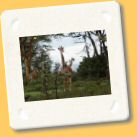 giraffa1.jpg