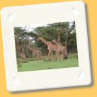 giraffa3.jpg