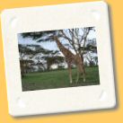 giraffa4.jpg