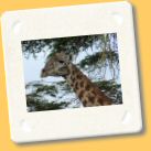 giraffa5.jpg