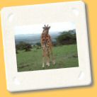 giraffa6.jpg