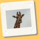 giraffa7.jpg