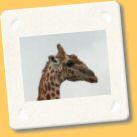 giraffa8.jpg