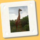 giraffa9.jpg