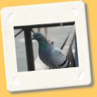 piccioni3.jpg